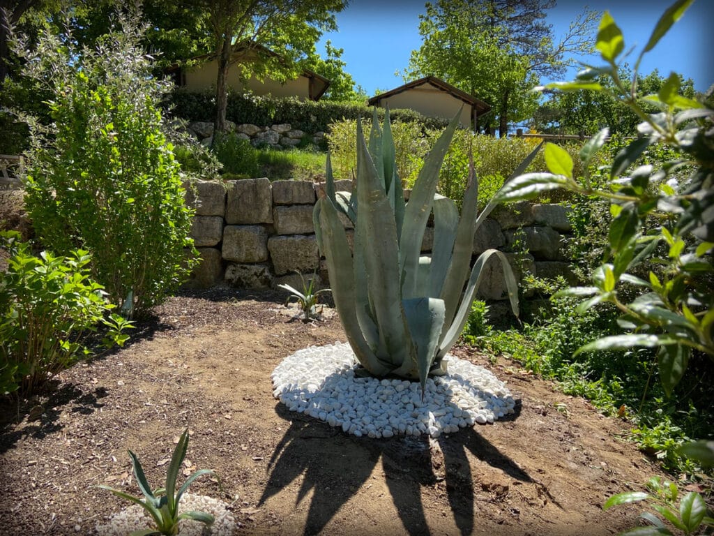tof-ctvert-agave